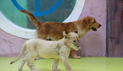 养宠物的两个选择困难,养猫好还是养狗好 油条子给你分析一下