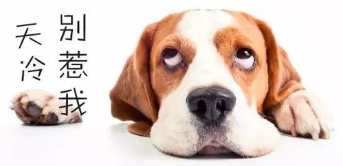 注射狂犬疫苗不用来回跑 浏阳中医 一站式 服务, 白 黑 接诊更省心