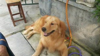 遵义宠物狗养殖基地