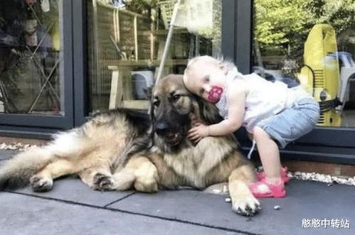 有孩子的家庭能否养宠物 答案是能养当然好,宠物也是孩子的老师