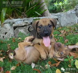 这些动物照片证明为什么养宠物养两只比一只好