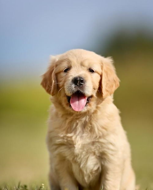 当“试毒官”是毛孩子 养宠后，我的美食自由去哪儿了？