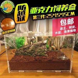 打造温馨蜗居 宠物蜗牛饲养与蜗窝布置指南