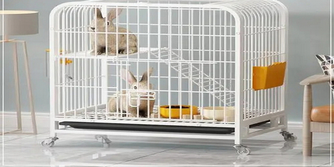 宠物兔饲养全攻略 从新手到专家的温馨指南