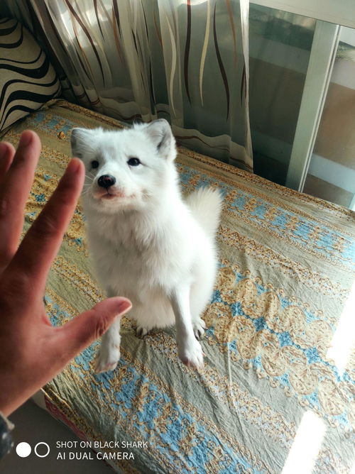 狐狸能被当作宠物饲养吗？一个复杂的选择