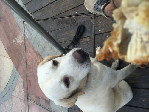 毛孩子的“天使”与“恶魔”时刻 宠物饲养中的震撼与恼火