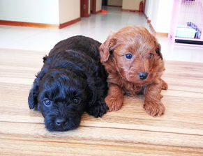 从惊喜到不舍，宠物生育的完整体验指南