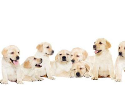 拉布拉多犬 家庭饲养的完美伴侣