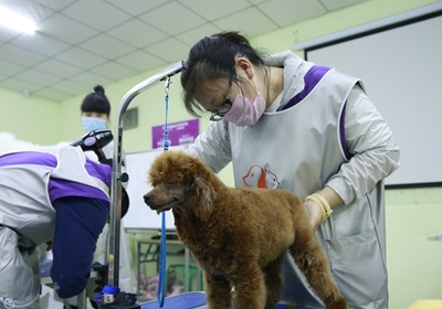 零基础也能学！宠物美容入门指南