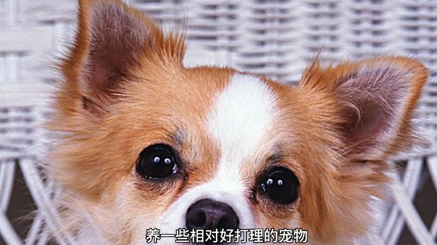 宠物与工作的平衡艺术 给上班族铲屎官的实用饲养指南