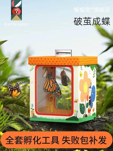从蛹到蝶 一份零距离的活体蝴蝶饲养观察指南