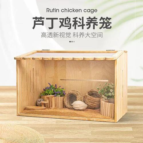 芦丁鸡宠物饲养全指南 从选择专用箱到打造完美观赏笼